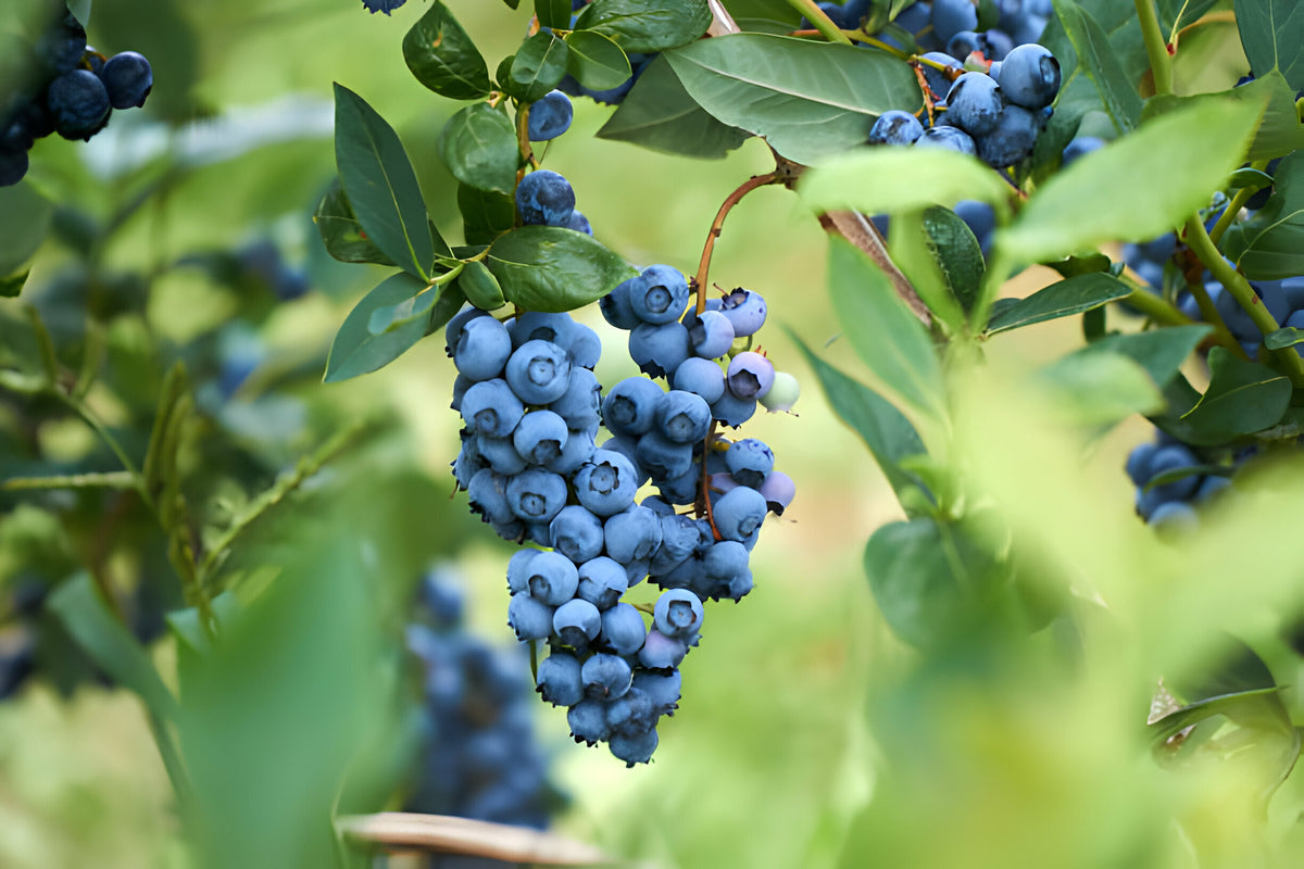 7 Best Ways to Plant Blueberry Plants[2024]  penseberryfarm.com