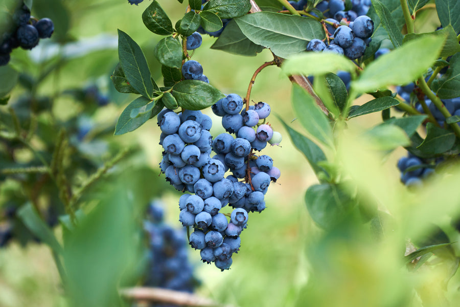 WHAT ARE THE DIFFERENT BLUEBERRY VARIETIES TO GROW AT HOME