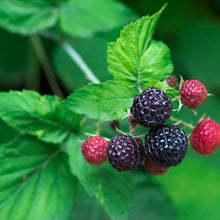 Load image into Gallery viewer, Shekinah 'Tahi' Black Raspberry
