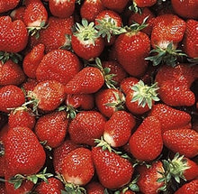 Load image into Gallery viewer, ALLSTAR STRAWBERRY