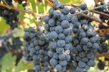 Load image into Gallery viewer, Lomanto Grape
