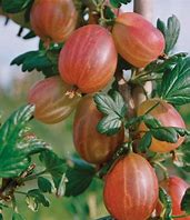 Load image into Gallery viewer, TIXIA GOOSEBERRY