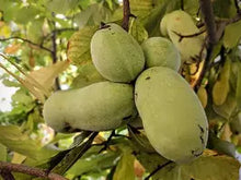 Load image into Gallery viewer, Well's Paw Paw Tree's