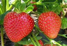 Load image into Gallery viewer, FLAVORFEST STRAWBERRY