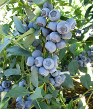 Load image into Gallery viewer, clockwork blueberry