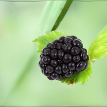 Load image into Gallery viewer, SWEET ARK PONCA BLACKBERRY