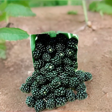 Load image into Gallery viewer, Navaho Blackberry