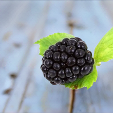 Load image into Gallery viewer, sweet ark ponca blackberry