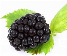 Load image into Gallery viewer,  ponca blackberry plants for sale