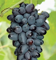 Load image into Gallery viewer, Joy Black Seedless Grapes
