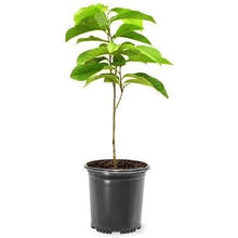 Load image into Gallery viewer, Well's Paw Paw Tree's