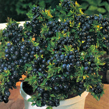 Load image into Gallery viewer, top hat blueberry