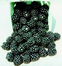 Load image into Gallery viewer, navaho blackberry plants, navaho thornless blackberry