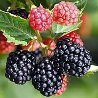 Load image into Gallery viewer, ouachita blackberry plants for sale