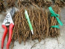 Load image into Gallery viewer, Blackberry Root Cuttings