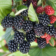 Load image into Gallery viewer, CHESTER THORNLESS BLACKBERRY