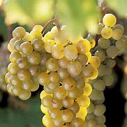 Load image into Gallery viewer, Brianna Hardy White Grape