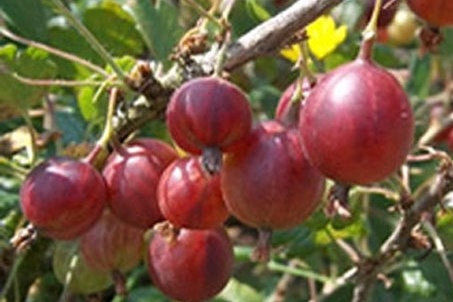 Captivator Red Gooseberry Makes Large Flavourful – penseberryfarm.com