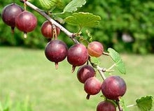 Load image into Gallery viewer, CAPTIVATOR GOOSEBERRY
