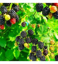 Load image into Gallery viewer, chester thornless blackberry