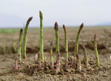 Load image into Gallery viewer, Jersey Knight Asparagus
