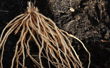 Load image into Gallery viewer, asparagus roots