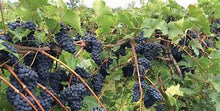 Load image into Gallery viewer, Marquette, hybrid red wine grape