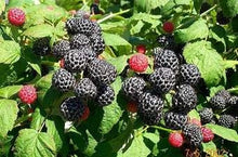 Load image into Gallery viewer, Niwot Fall bearing Black Raspberry