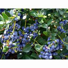 Load image into Gallery viewer, Top Hat Blueberry