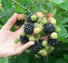 Load image into Gallery viewer, Prime Ark 45 Blackberry