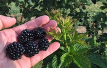 Load image into Gallery viewer, thornless berries, ponca blackberry plants for sale