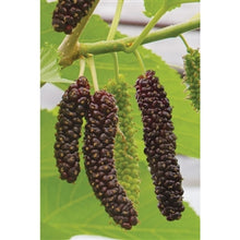 Load image into Gallery viewer, Pakistan Mulberry Tree
