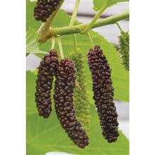 Load image into Gallery viewer, Pakistan Mulberry Tree