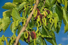 Load image into Gallery viewer, Pakistan Mulberry Tree