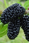 Dwarf Mulberry tree –