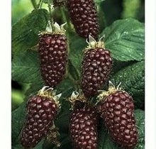 Load image into Gallery viewer, Thornless Boysenberry