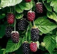 Load image into Gallery viewer, Thornless Boysenberry