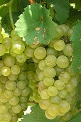 Load image into Gallery viewer, Cayuga Grapes