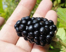 Load image into Gallery viewer, caddo blackberry