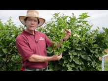 Load and play video in Gallery viewer, Prime-Ark Freedom Blackberry Thornless Plants