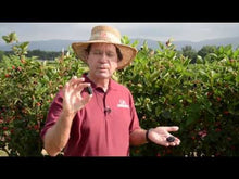 Load and play video in Gallery viewer, Prime Ark 45 Blackberry