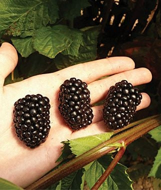 penseberryfarm.com