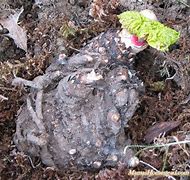 Load image into Gallery viewer, MacDonald Rhubarb