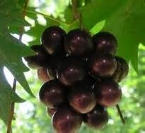 Southern Home Muscadine