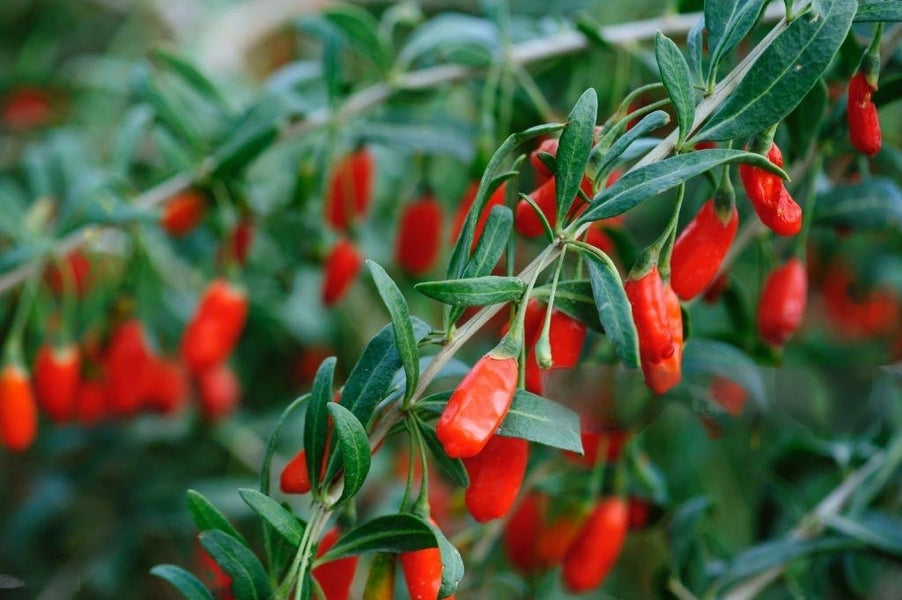 Step-by-Step Guide to Growing Goji Berries at Home