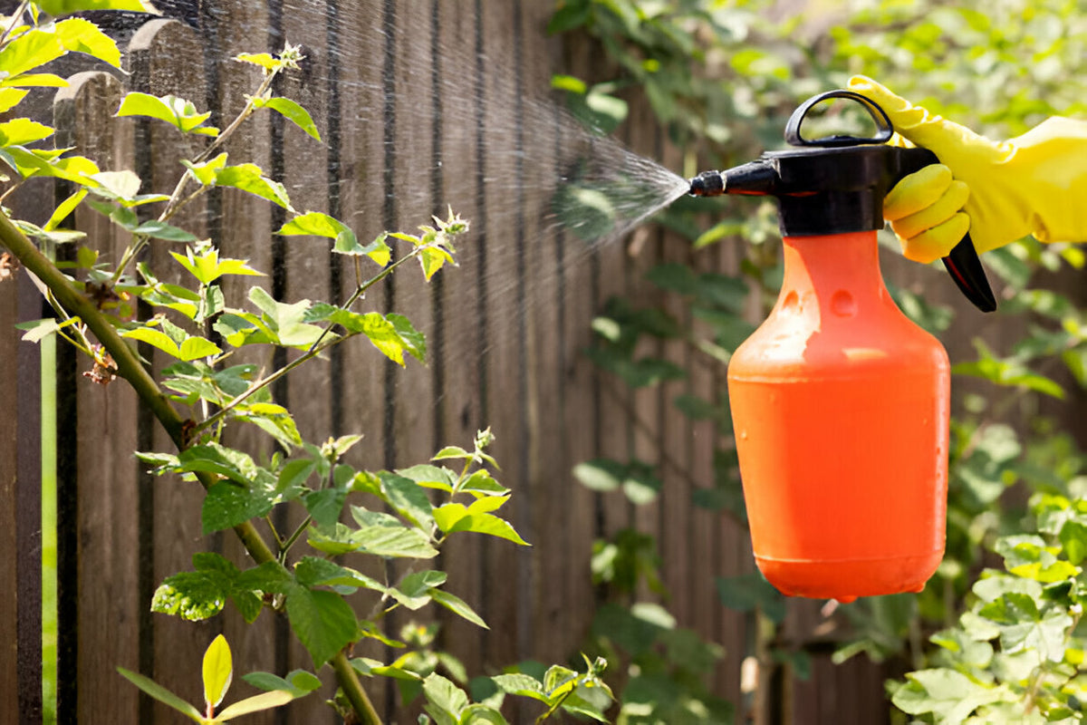 How to Protect Raspberry Plants from Pests and Diseases ...