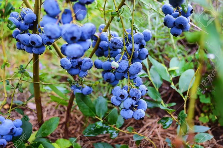 MISTAKES TO AVOID WHILE GROWING BLUEBERRY PLANTS
