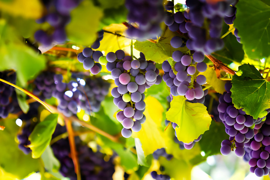 How To Plant and Grow Grapevines