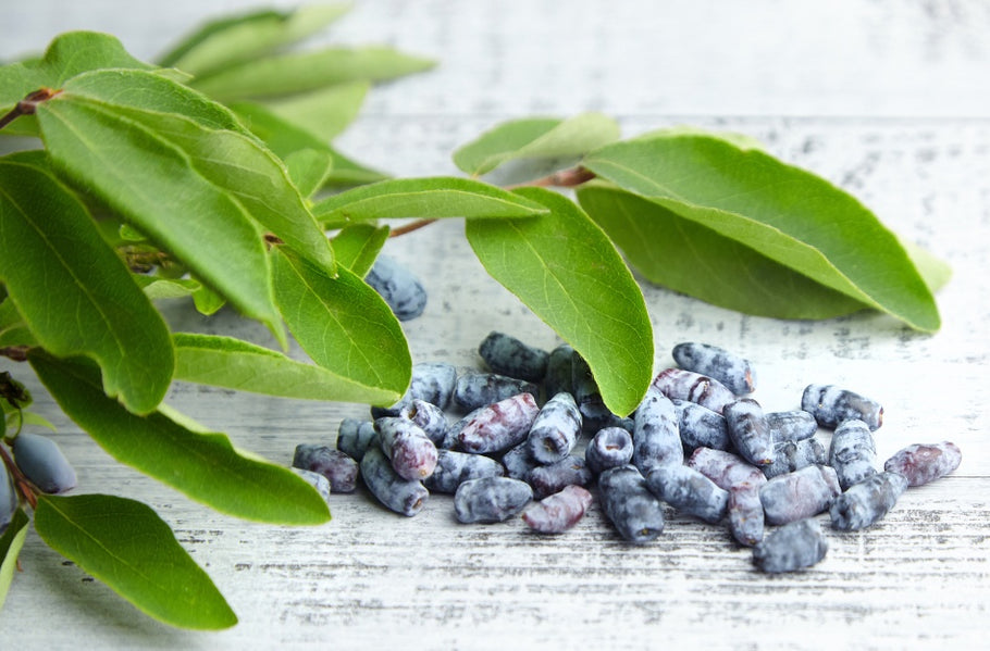 What is a Honeyberry Plant? : Know the Perfect Garden Harmony