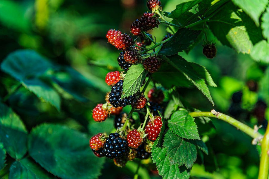 How to Plant and Grow Blackberries and Raspberries From Seed
